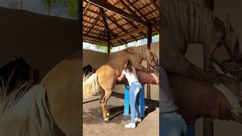 pornos pferde|Horse Porno Videos 